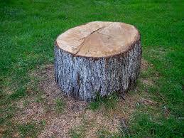 Best Lawn Dethatching  in Lynchburg, VA