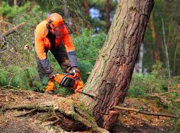Best Stump Grinding and Removal  in Lynchburg, VA