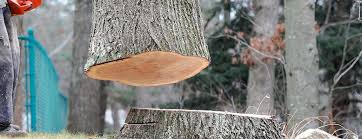 How Our Tree Care Process Works  in  Lynchburg, VA