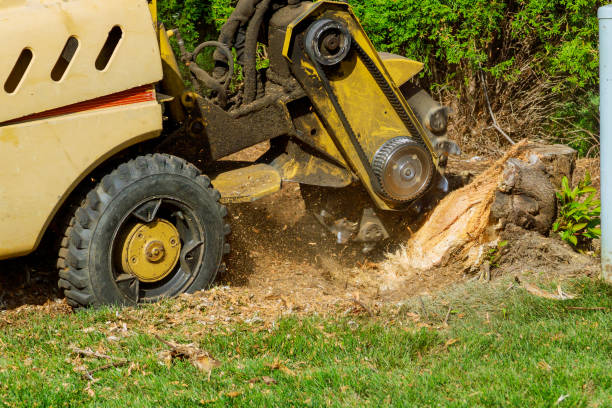 Best Storm Damage Tree Cleanup  in Lynchburg, VA