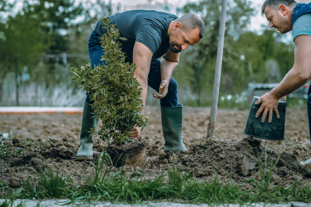 Best Lawn Watering Services  in Lynchburg, VA