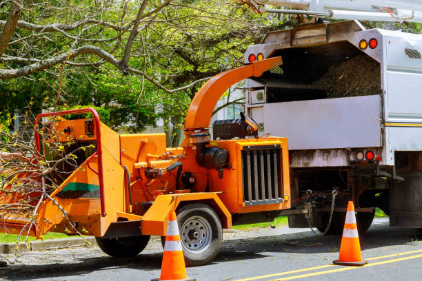 Best Tree Health Inspection  in Lynchburg, VA