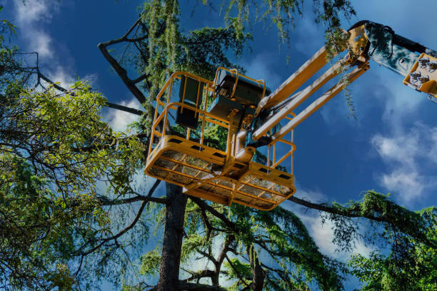 Lynchburg, VA Tree Services Company