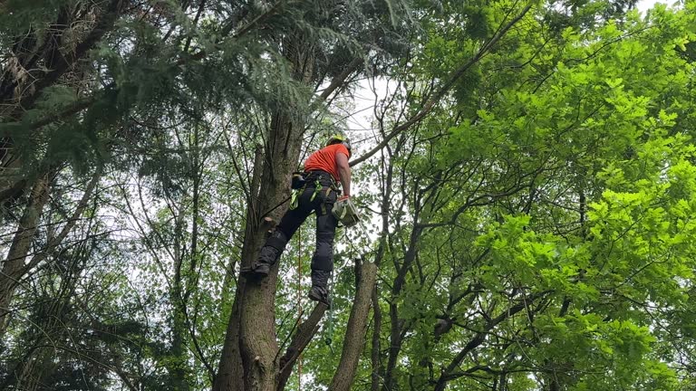 Best Palm Tree Trimming  in Lynchburg, VA