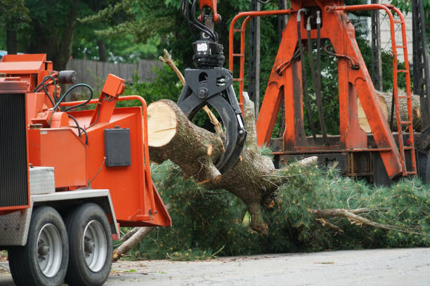 Best Fruit Tree Pruning  in Lynchburg, VA