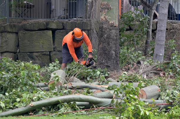 Best Storm Damage Tree Cleanup  in Lynchburg, VA