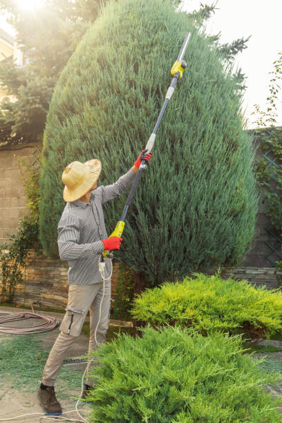 Best Root Management and Removal  in Lynchburg, VA