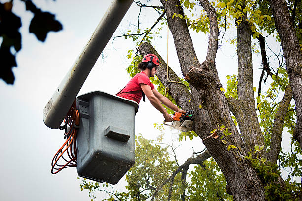 Best Tree Cabling and Bracing  in Lynchburg, VA