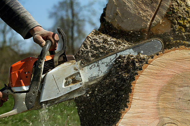 Best Utility Line Clearance  in Lynchburg, VA