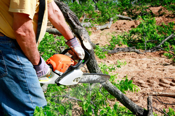 Best Tree Trimming and Pruning  in Lynchburg, VA