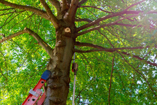 Best Mulching Services  in Lynchburg, VA